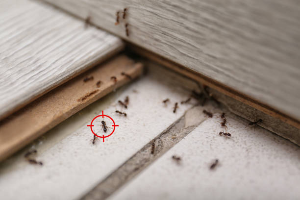 Insect Control in Tennessee Ridge, TN